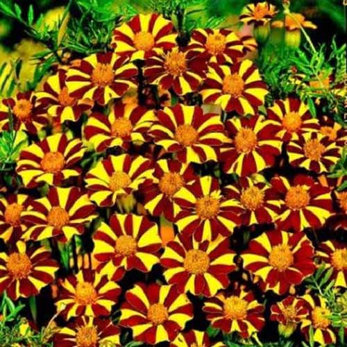 A close up square image of Tagetes patula &lsquo;Court Jester&rsquo; flowers growing en masse in the garden.