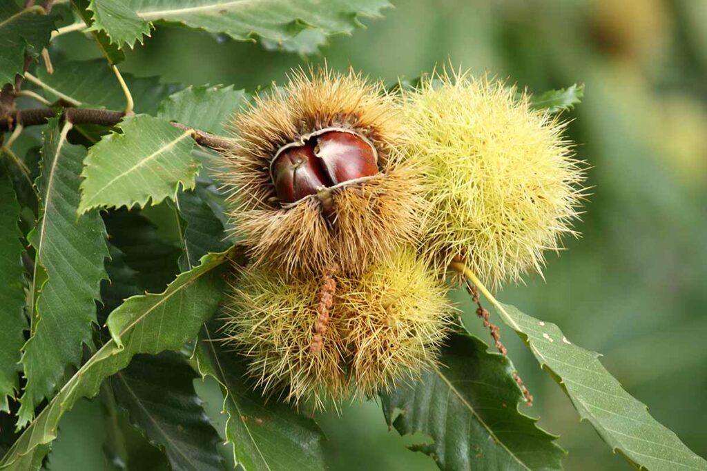 5 Common Chestnut Tree Pests Gardener’s Path