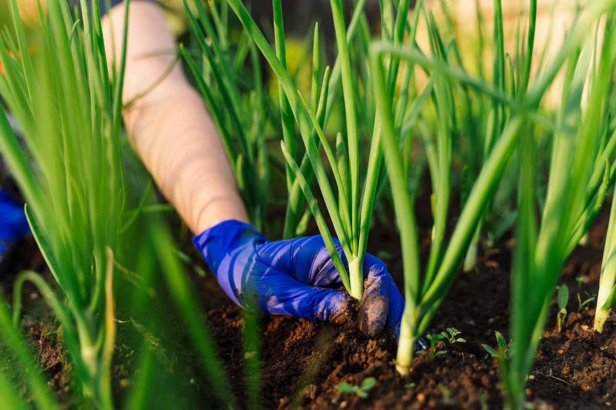 A close up horizontal image of a hand from the top of the frame wearing a blue glove and harvesting scallions from the garden.