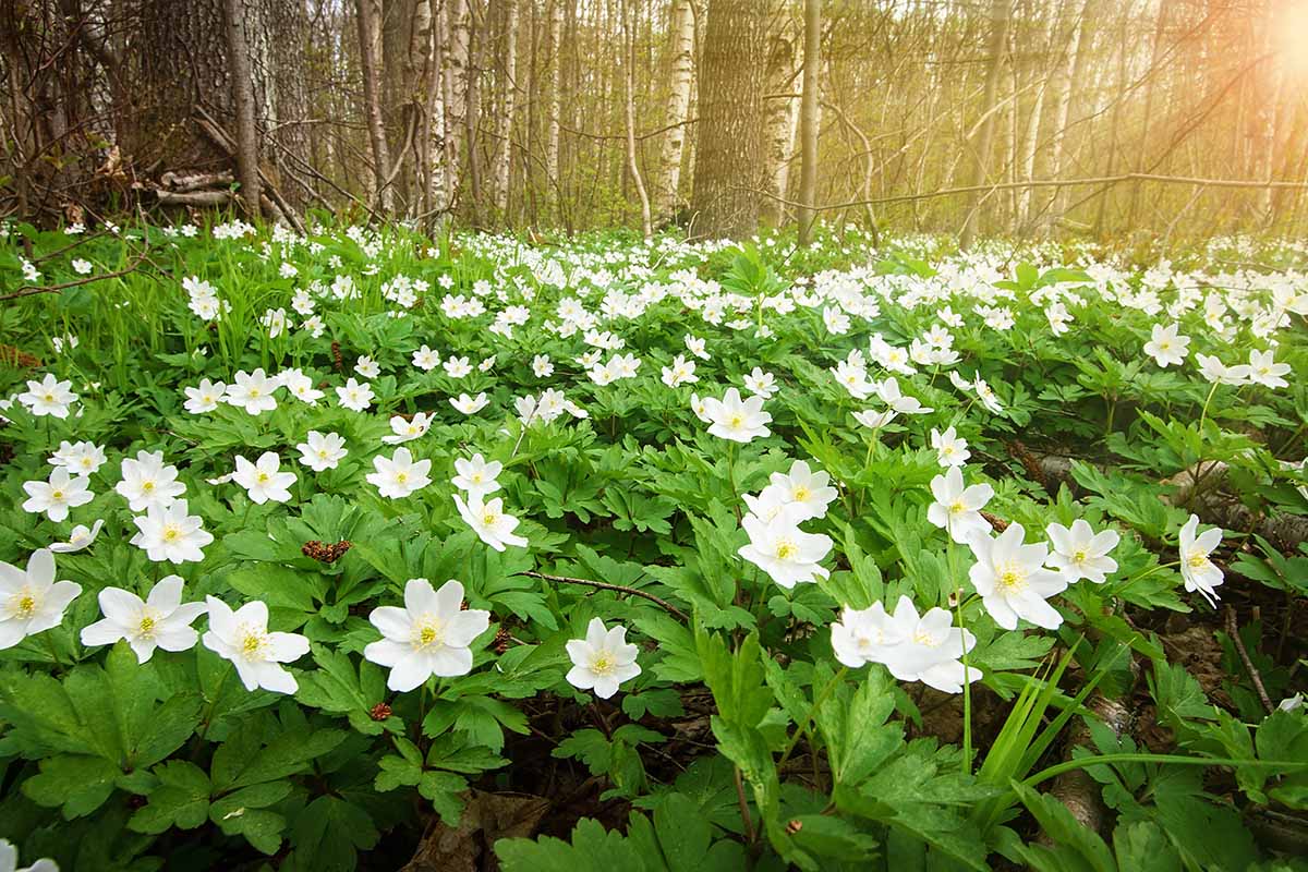 A horizontal image of a large swath of wood anemones growing in a woodland.