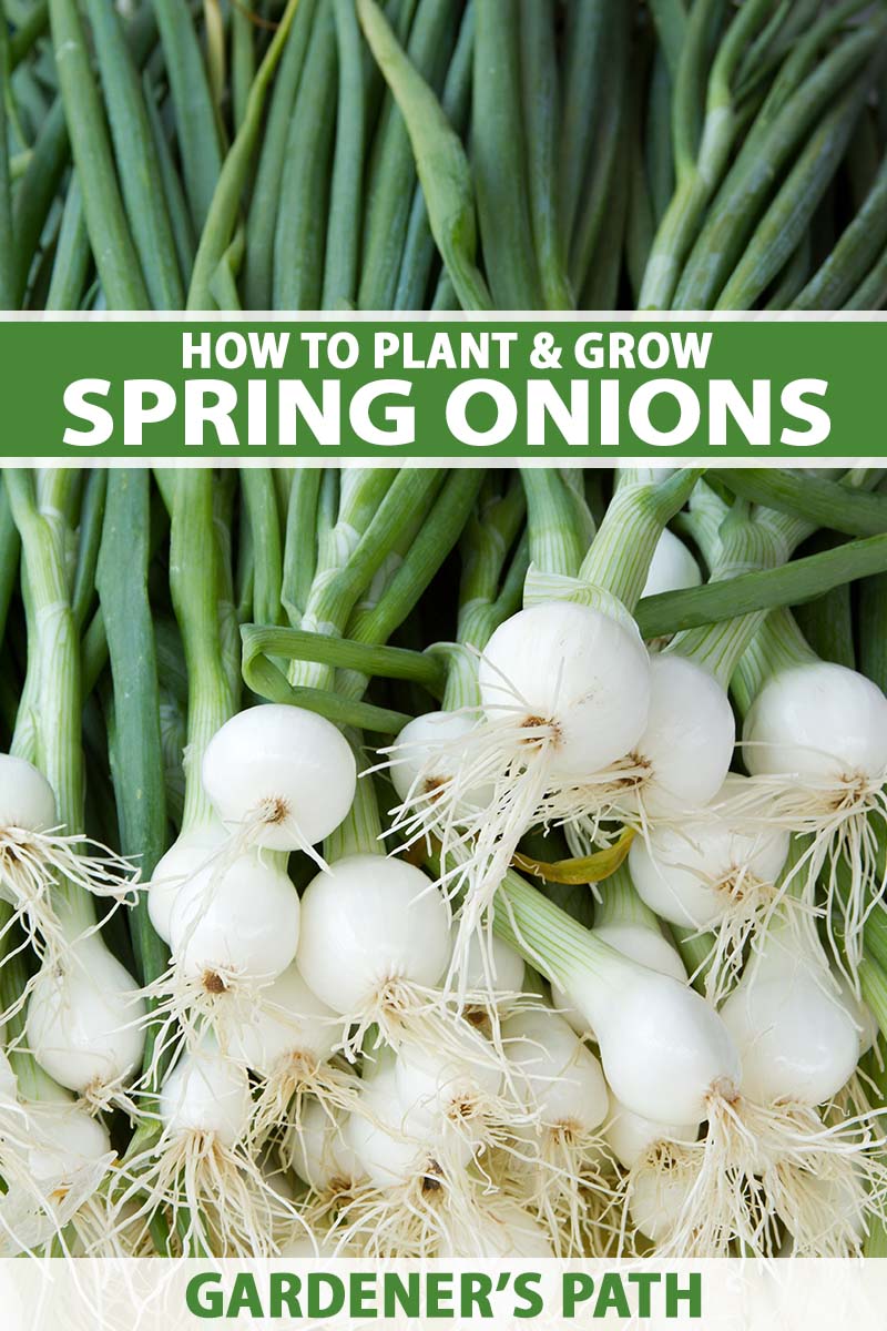 How to Plant and Grow Spring Onions Gardener’s Path