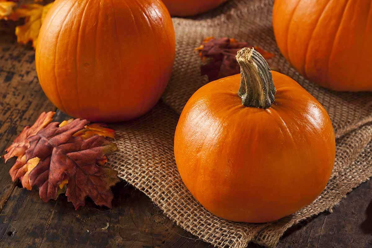 A close up horizontal image of fresh pumpkins set on a burlap fabric on a wooden surface as fall decor.