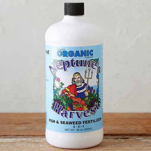 A close up square image of a bottle of Neptune&rsquo;s Harvest fish and seaweed fertilizer set on a wooden surface.