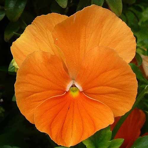 A close up square image of a bright orange ‘Orange Sun’ pansy flower.