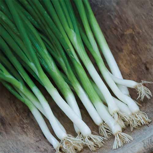 A close up square image of freshly harvested &lsquo;Parade&rsquo; scallions set on a wooden surface.