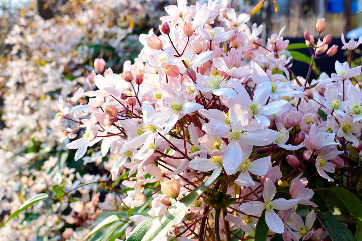 13 of the Best SpringFlowering Clematis Varieties