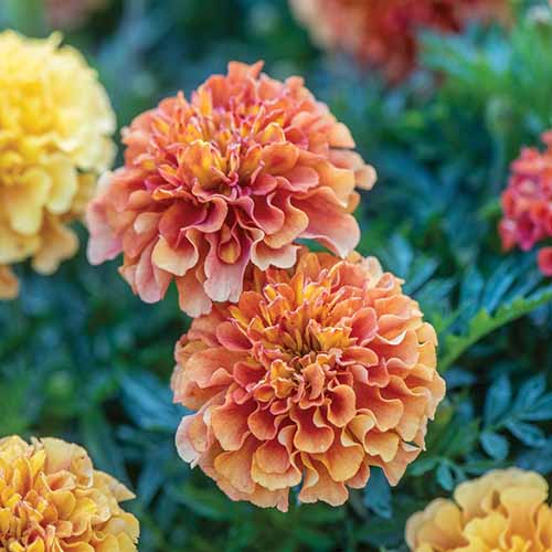 A close up square image of Tagetes patula &lsquo;Strawberry Blonde&rsquo; flowers pictured on a soft focus background.