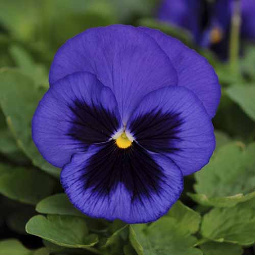 A close up square image of Viola × wittrockiana ‘Ullswater,’ a blue and black flower pictured on a soft focus background.