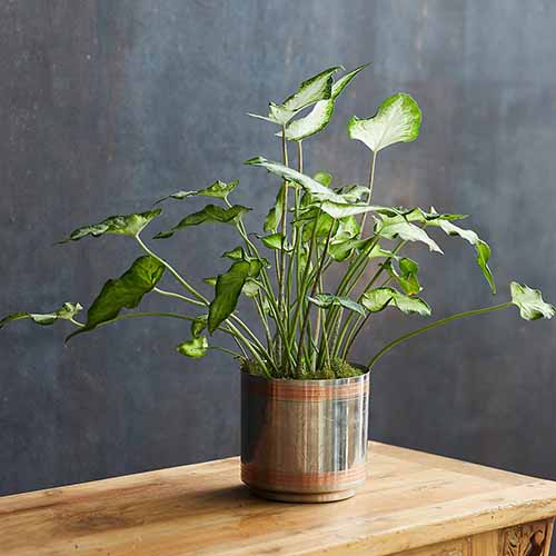 How to Grow and Care for Colorful Caladiums Gardener’s Path ReportWire