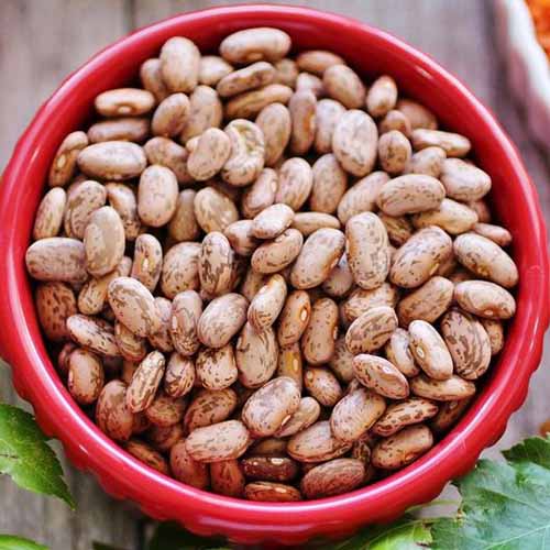A close up square image of a red bowl filled with bush pinto beans.