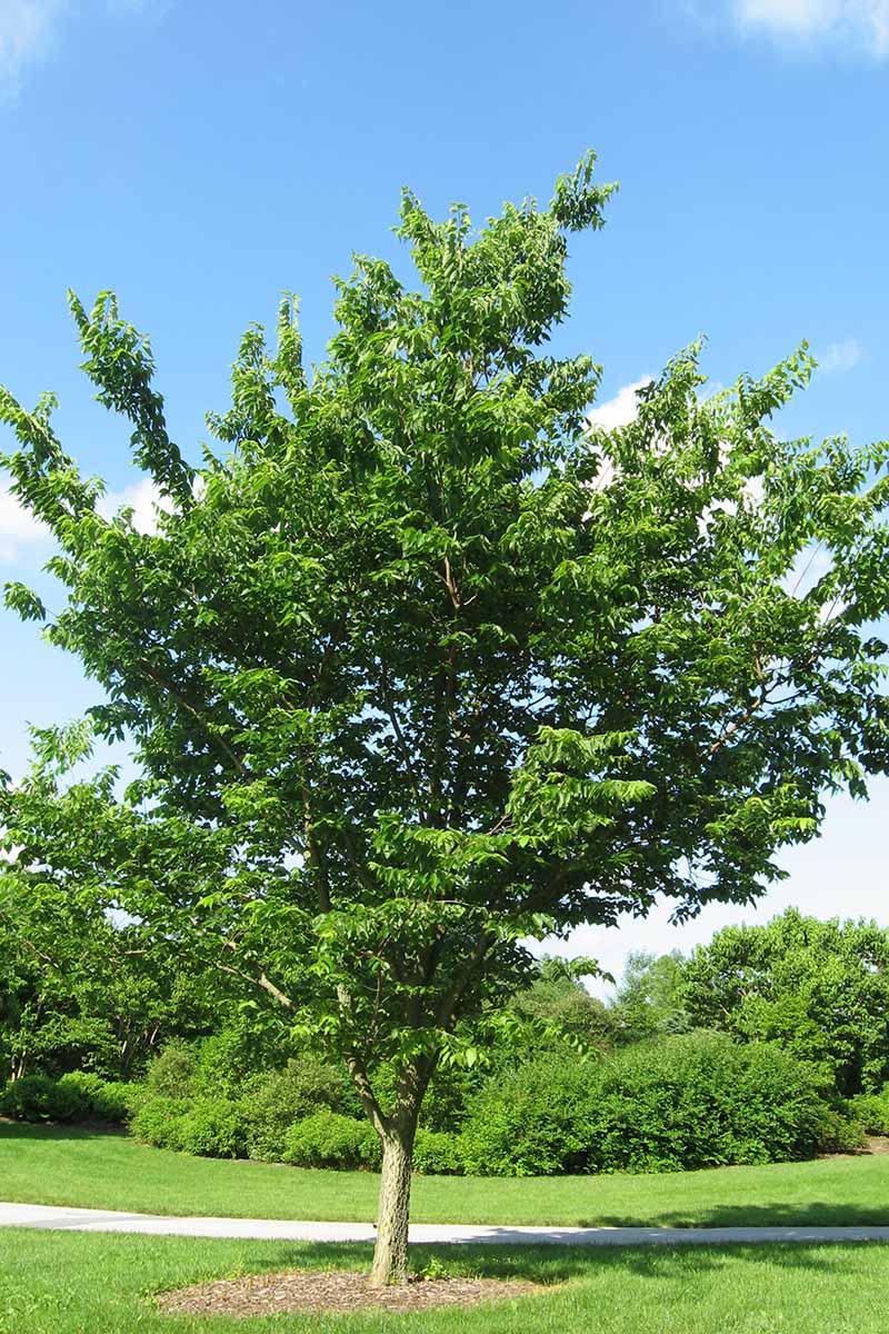 A vertical image of a hackberry tree growing in a park pictured on a blue sky background.