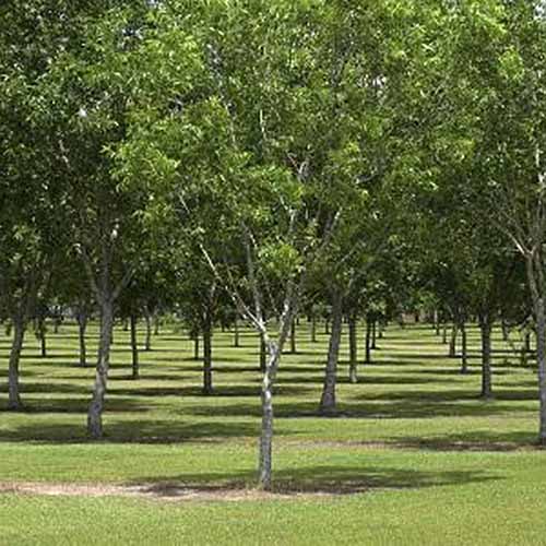 A square image of &lsquo;Elliot&rsquo; pecan trees growing in rows in a sunny orchard.