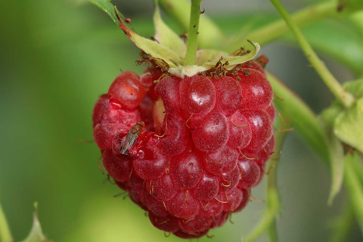 A close up horizontal image of a ripe raspberry with a Drosophila suzukii fruit fly feeding from a hole in the flesh pictured on a soft focus background.