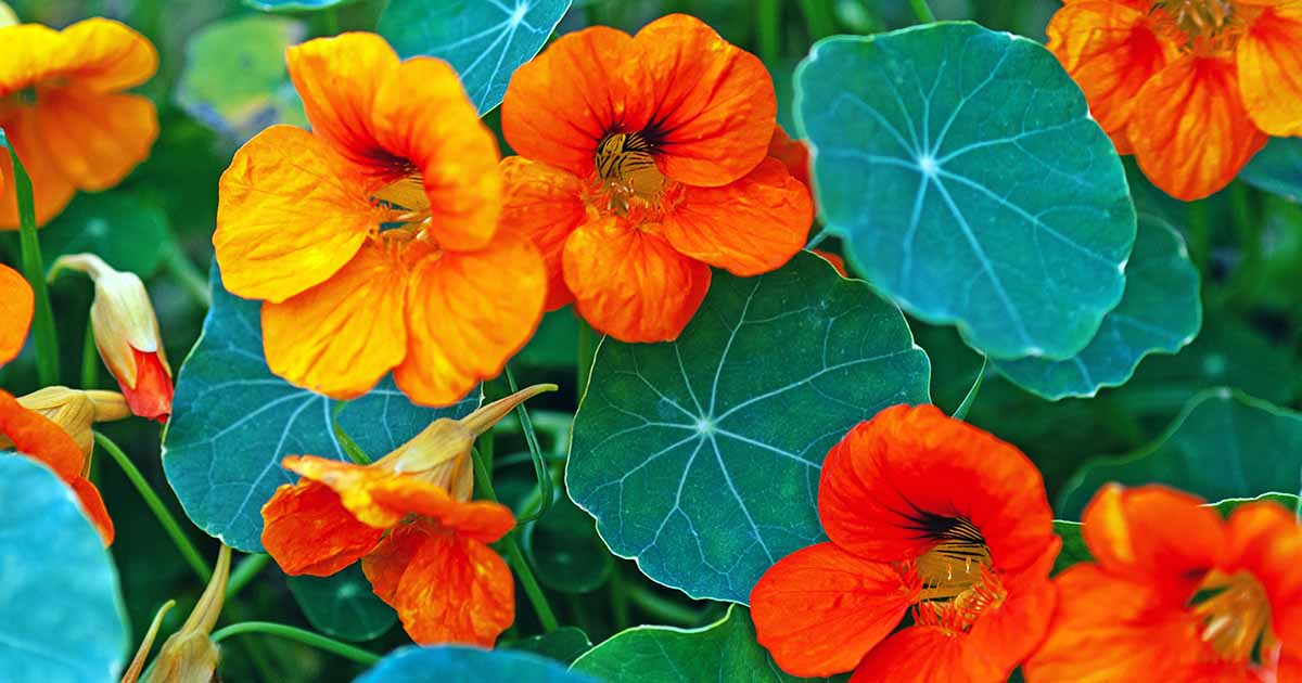 Should I Deadhead My Nasturtium Plants? Gardener’s Path