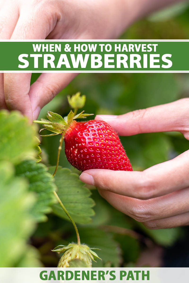 How and When to Harvest Strawberries Gardener’s Path