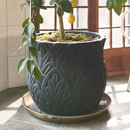 A square image of a decorative ceramic planter set in front of french doors.