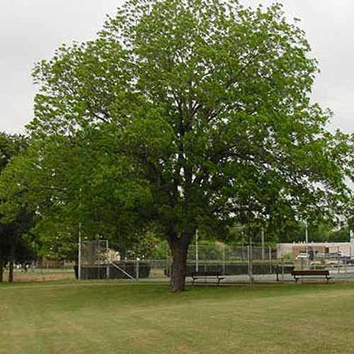 A square image of a large mature &lsquo;Pawnee&rsquo; pecan tree growing in a park.