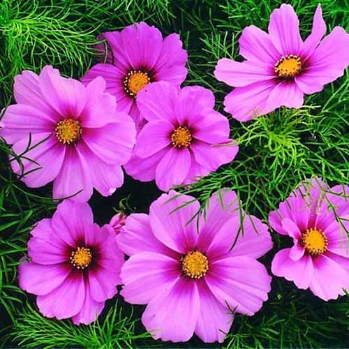A close up square image of the pink flowers of ‘Rose’ cosmos growing in the garden.