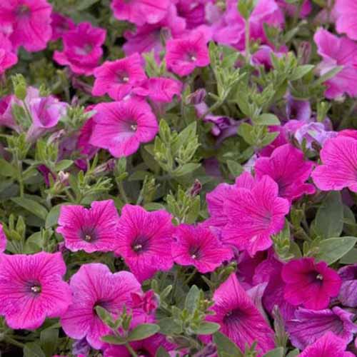 A close up of the bright pink flowers of ‘Rose of Heaven’ petunias.