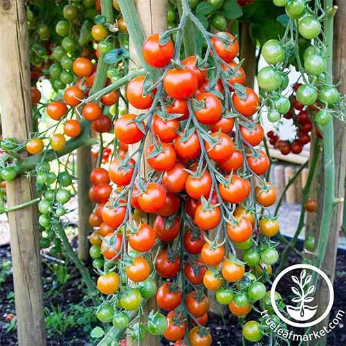 Tips for Growing Supersweet 100 Tomatoes Gardener’s Path