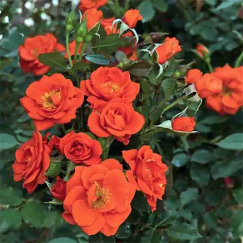 A close up square image of orange ‘All a Twitter’ roses growing in the garden.