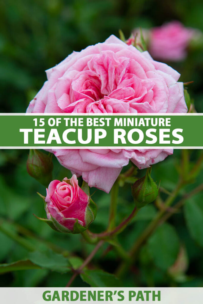 15 of the Best Miniature Teacup Roses Gardener’s Path