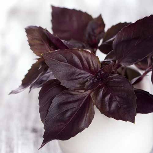 A close up square image of ‘Dark Opal’ leaves on a white background.