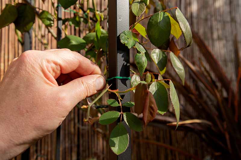 A close up horizontal image of a hand from the left of the frame tying a climbing rose to a metal arch.