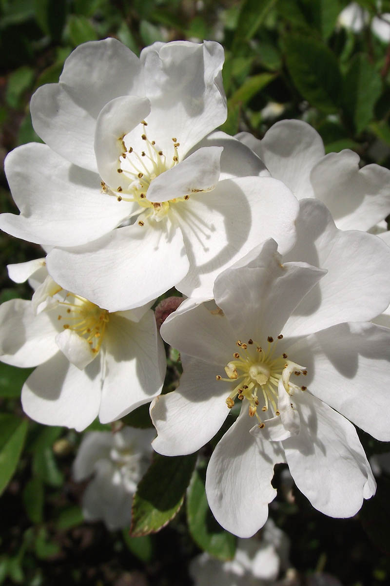 A close up vertical image of Rosa ‘Gourmet Popcorn’ flowers growing in the garden pictured in light sunshine on a soft focus background.
