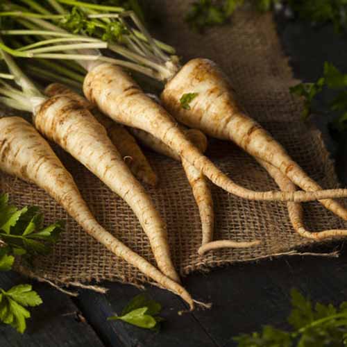 How to Grow Parsley in Containers Gardener’s Path