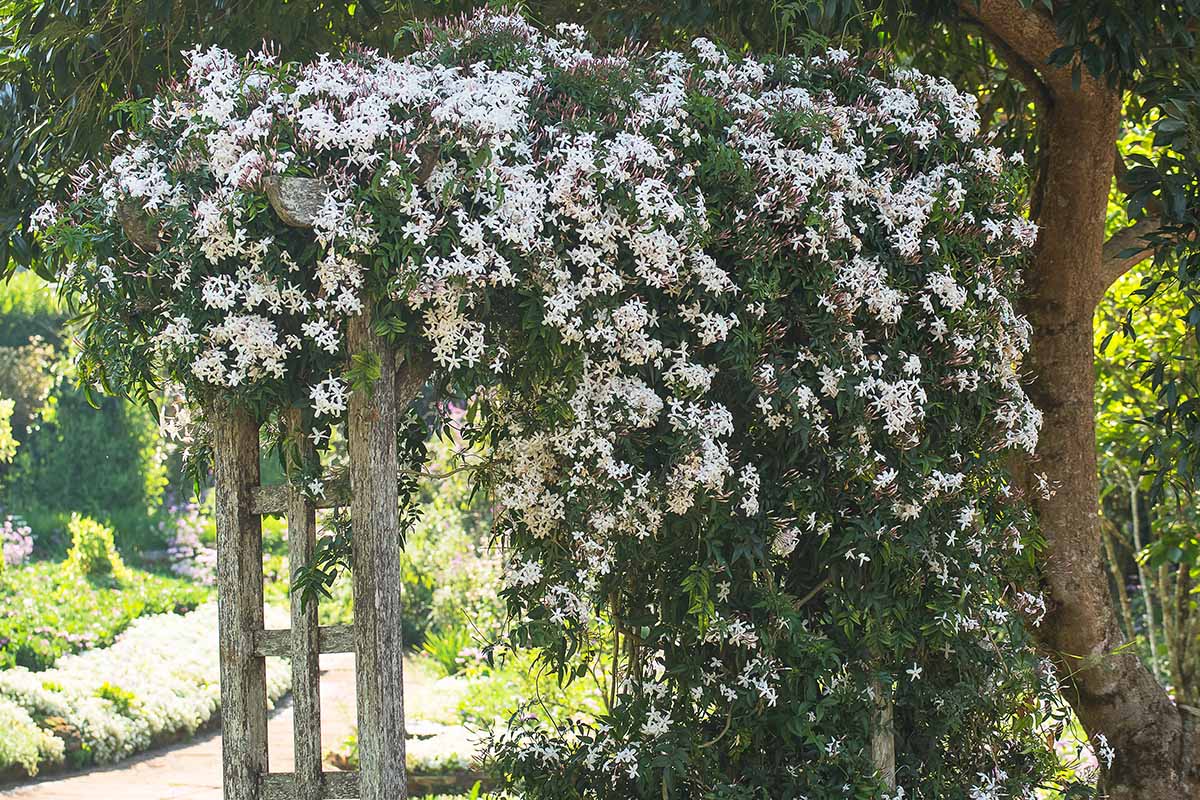How to Plant and Grow Jasmine Gardener’s Path