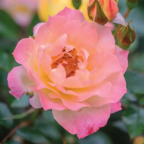 A close up square image of the delicately pink and orange ‘Italian Ice’ rose flower pictured on a soft focus background.