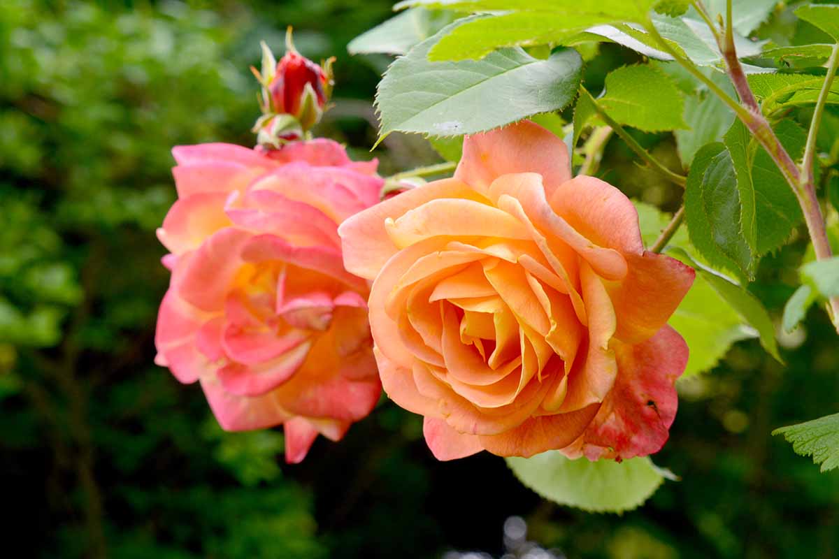 A close up horizontal image of &lsquo;Joseph&rsquo;s Coat&rsquo; roses growing in the garden.