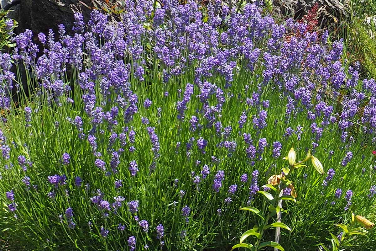 How to Plant and Grow Lavender Gardener’s Path