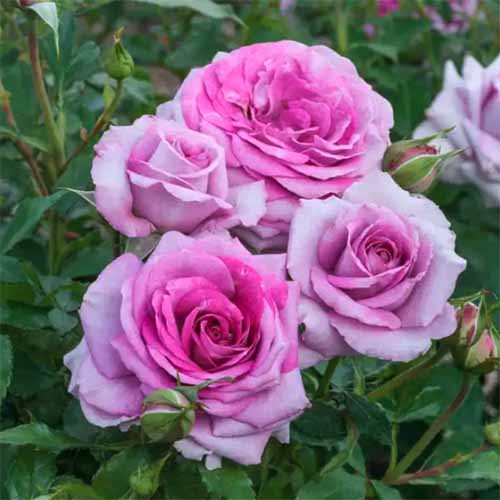 A close up square image of the pink flowers of Rosa ‘Life’s Little Pleasures’ growing in the garden.