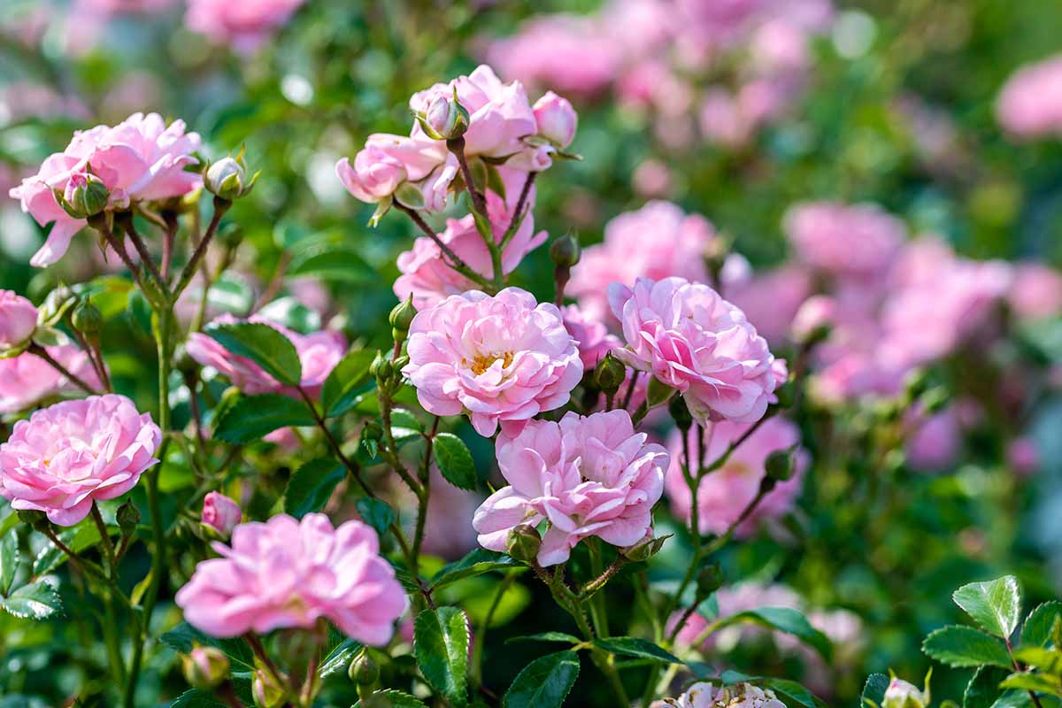 15 of the Best Miniature Teacup Roses Gardener’s Path