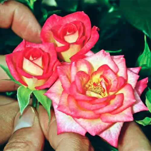 A close up square image of Rosa ‘You’re The One’ flowers growing in the garden.