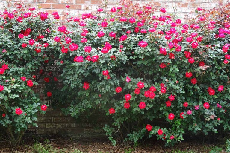 Tips for Growing Knock Out Roses Gardener’s Path