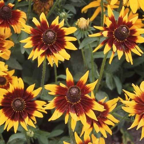 A close up of the bicolored deep red and yellow flowers of Rudbeckia hirta &lsquo;Autumn Forest&rsquo; growing in the garden.