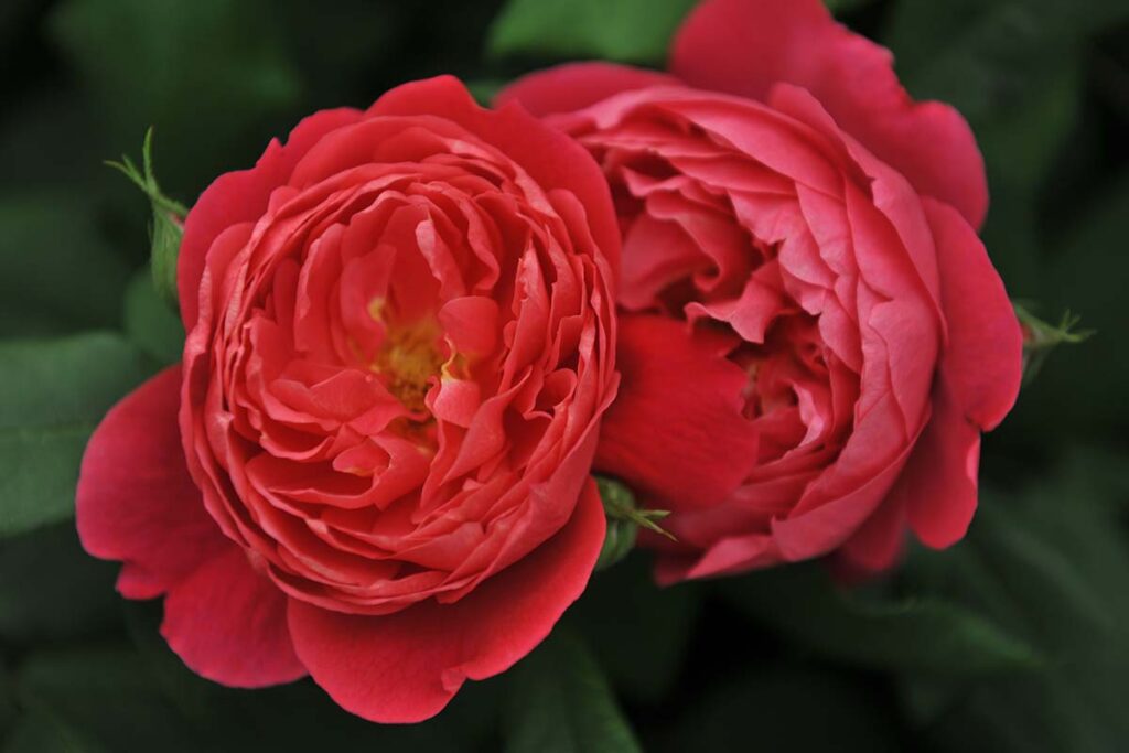 25 of the BestSmelling Roses to Enrich Your Garden Gardener’s Path