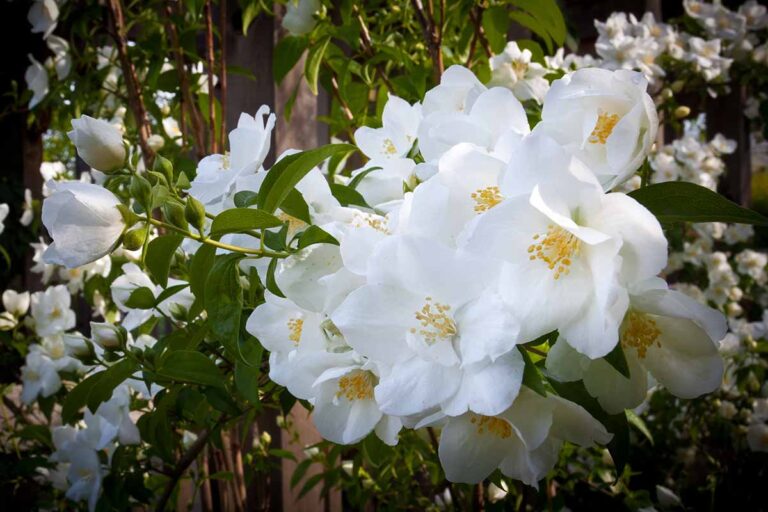 17 of the Best White Rose Varieties for the Garden Gardener’s Path