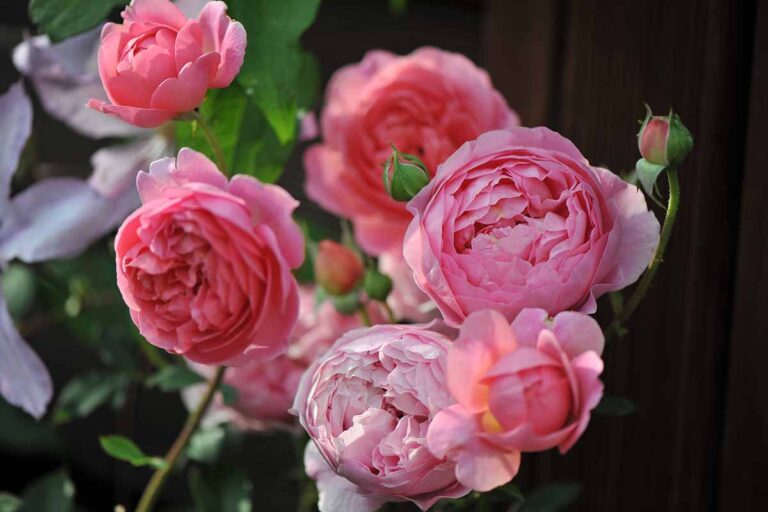 25 of the BestSmelling Roses to Enrich Your Garden Gardener’s Path