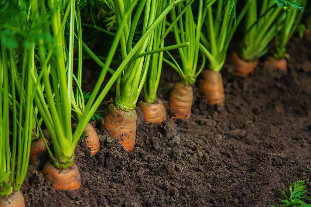 How to Identify and Control Carrot Rust Fly Gardener’s Path
