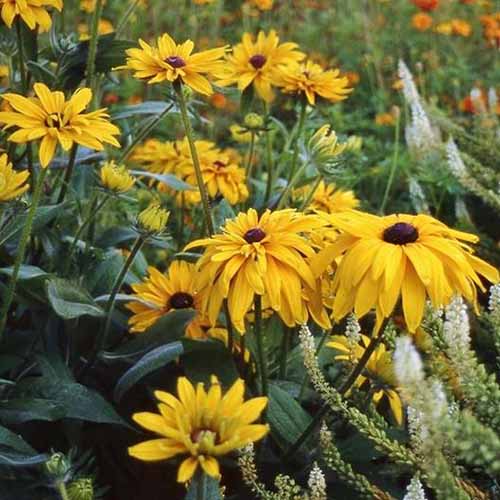 A close up square image of &lsquo;Double Golden Gloriosa&rsquo; black-eyed Susan flowers growing wild.