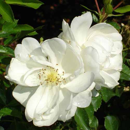 17 of the Best White Rose Varieties for the Garden Gardener’s Path