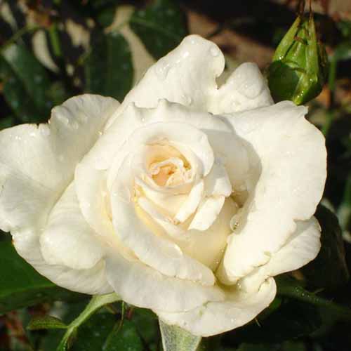 17 of the Best White Rose Varieties for the Garden Gardener’s Path