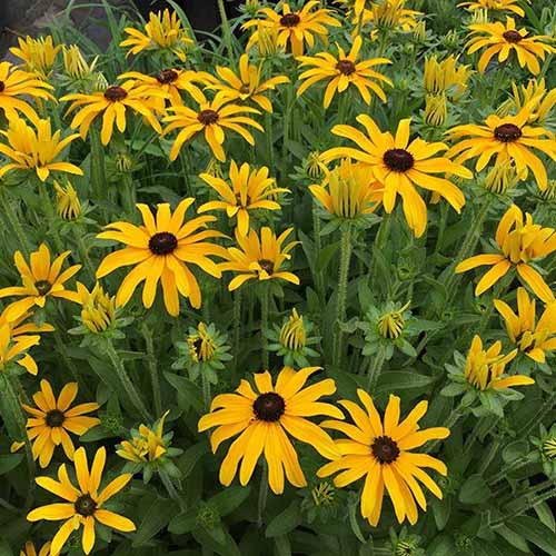 &lsquo;Glitters Like Gold&rsquo; black-eyed Susan flowers growing en mass in the summer garden.