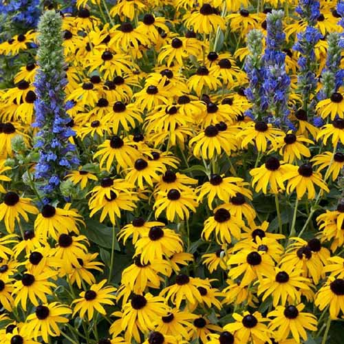 A square image of yellow &lsquo;Goldsturm&rsquo; flowers growing in a mixed planting.