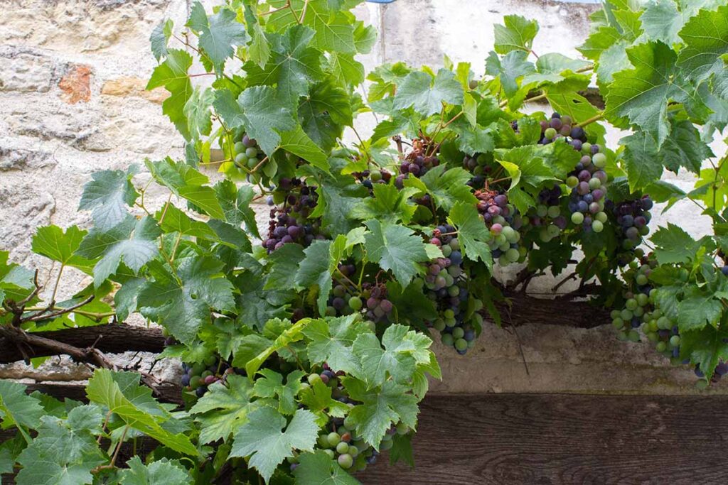 How to Grow and Care for Grapevines Gardener’s Path