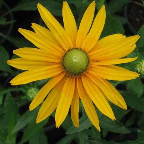 A close up of a Rudbeckia hirta &lsquo;Green Eyes&rsquo; flower pictured on a soft focus background.
